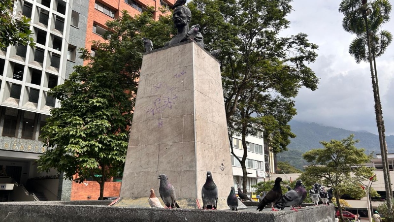 Control a palomas para evitar enfermedades respiratorias en Ibagué  El Irreverente Noticias de Ibague y Tolima, Colombia
