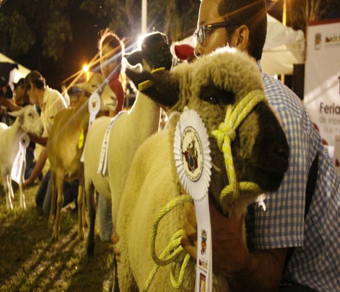 El Irreverente Noticias de Ibague y Tolima, Colombia